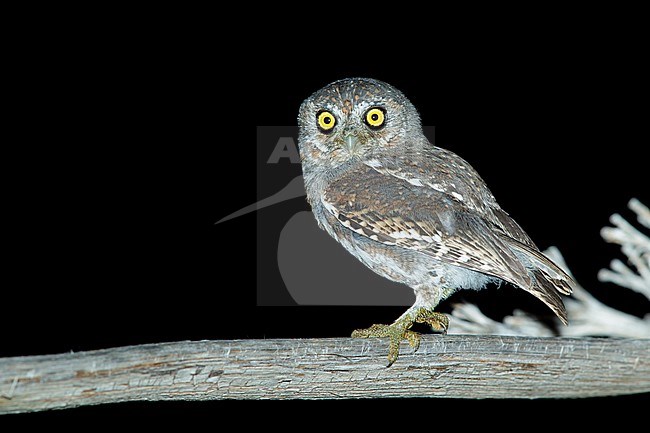Adult Elf Owl (Micrathene whitneyi) in Brewster County, Texas, USA. stock-image by Agami/Brian E Small,