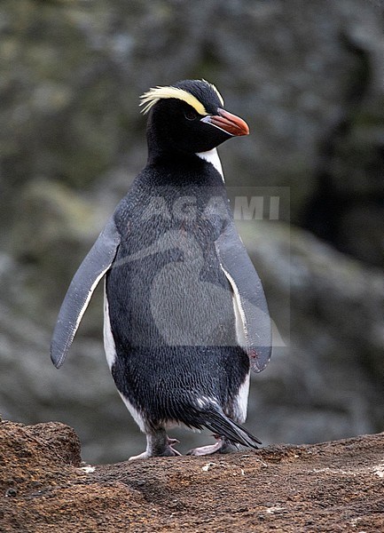 Erect-crested Penguin (Eudyptes sclateri) on the Antipodes Islands, New Zealand stock-image by Agami/Marc Guyt,
