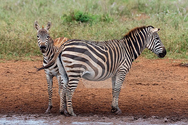 A juvenile plains zebra, Equus quagga, next to its mother. Voi, Tsavo, Kenya stock-image by Agami/Sergio Pitamitz,