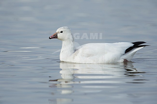 Juvenile white morph
Socorro Co., N.M.
December 2014 stock-image by Agami/Brian E Small,