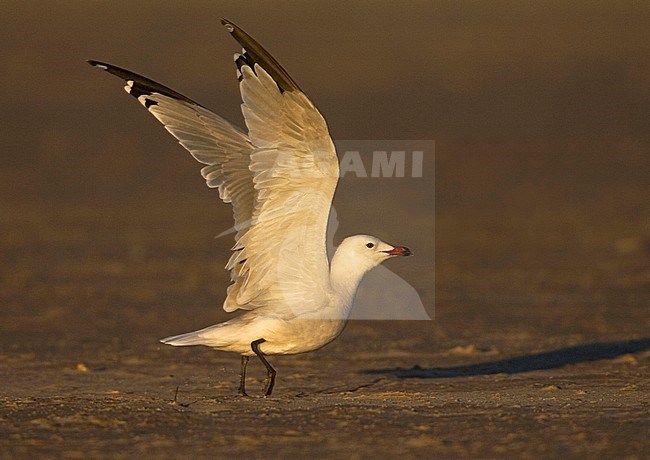  stock-image by Agami/Marc Guyt,