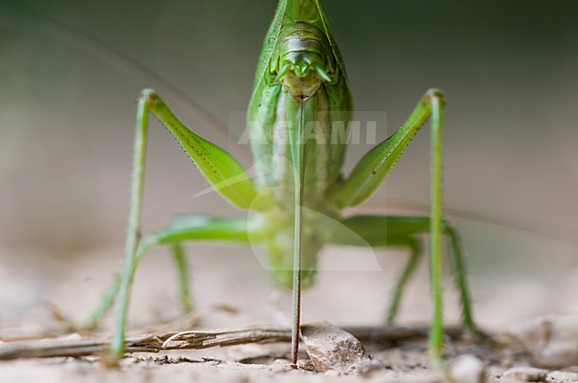 Ei afzettend vrouwtje Kleine groene sabelsprinkhaan, Egg laying female Katydid stock-image by Agami/Rob de Jong,