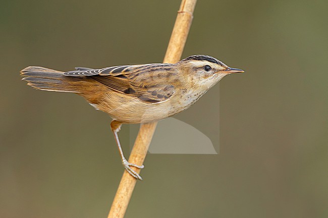 Sedge Warbler, Acrocephalus schoenobaenus, in Italy. stock-image by Agami/Daniele Occhiato,