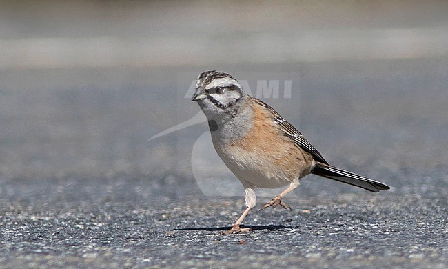 Female Rock Bunting (Emberiza cia) in Extremadura, Spain. Walking on the ground. stock-image by Agami/Dani Lopez-Velasco,