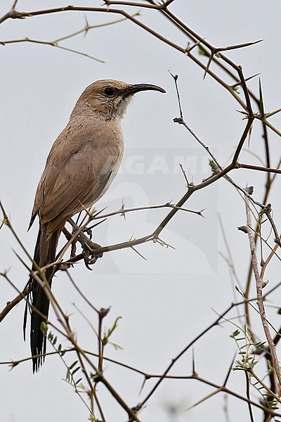 Le Conte's Thrasher (Toxostoma lecontei) perched in a tree stock-image by Agami/Dubi Shapiro,