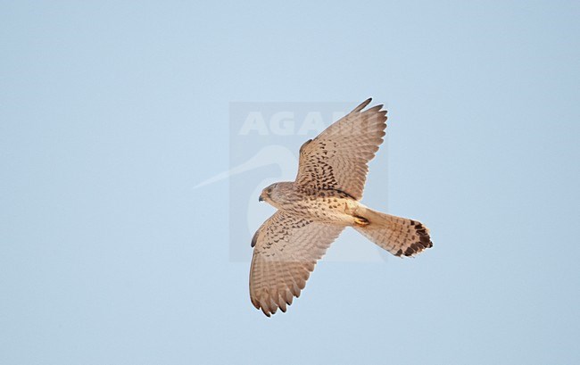 Vrouwtje Kleine torenvalk in vlucht, Female Lesser Kestrel in flight stock-image by Agami/Markus Varesvuo,