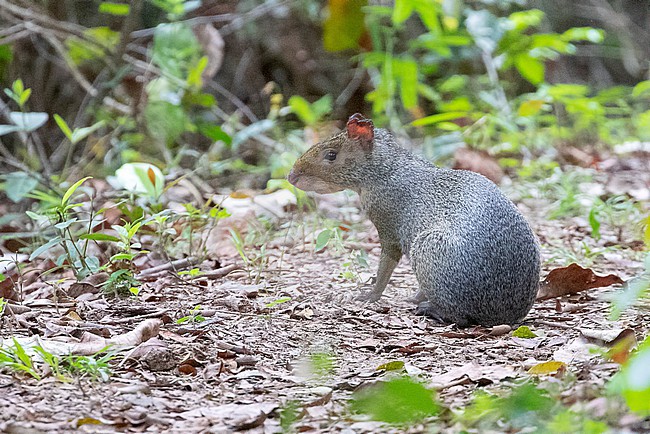 Azara's Agouti (Dasyprocta azarae) in Brazil. stock-image by Agami/David Monticelli,