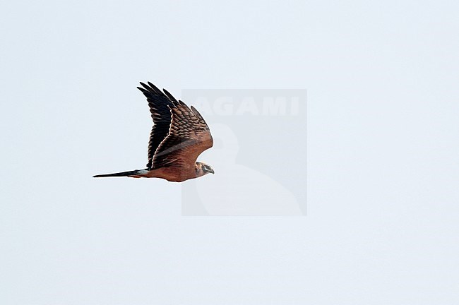 First-winter Pallid Harrier (Circus macrourus) migrating over Limburg in the Netherlands. stock-image by Agami/Ran Schols,