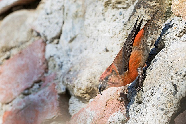 Common Crossbill - Fichtenkreuzschnabel - Loxia curvirostra ssp. curvirostra, Germany, eating minerals from a man-made stone wall stock-image by Agami/Ralph Martin,