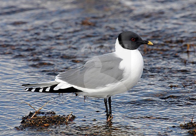 Vorkstaartmeeuw adult in water; Sabines Gull adult perched in water stock-image by Agami/Pete Morris,