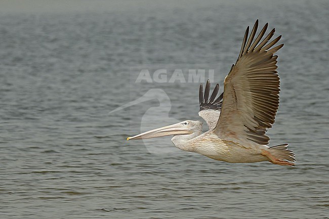 Pink-backed Pelican (Pelecanus rufescens) in Saudi Arabia. This African species of pelican is also common along the southern Arabian coastline. stock-image by Agami/Eduard Sangster,