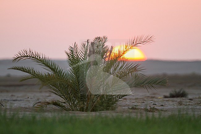 Sunrise over Muntasar, Oman stock-image by Agami/Ralph Martin,