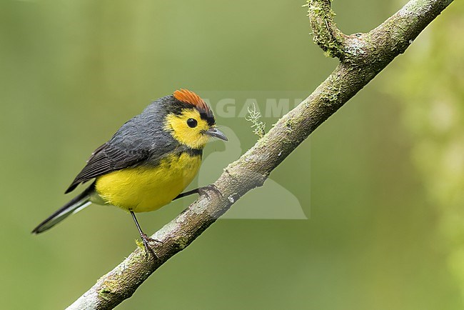 Collared Redstart (Myioborus torquatus) perched on a branch in Panama. stock-image by Agami/Glenn Bartley,