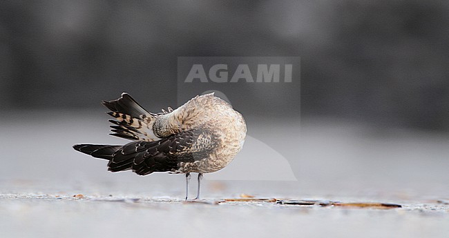 Juveniele Kleine Jager; Juvenile Parasitic Jaeger stock-image by Agami/Karel Mauer,