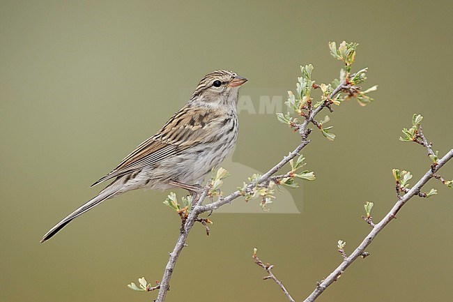 Juvenile Chipping Sparrow (Spizella passerina) perched in a small bush in Lake County, Oregon, USA, during late summer. stock-image by Agami/Brian E Small,
