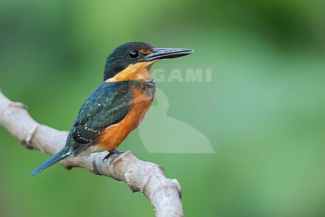 American Pygmy Kingfisher (Chloroceryle aenea) perched on a branch in Panama. stock-image by Agami/Glenn Bartley,