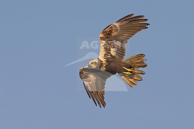Vrouwtje Bruine kiekendief in de vlucht; Female Western Marsh Harrier in flight stock-image by Agami/Daniele Occhiato,