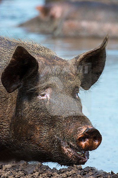 Vrije uitloop varken; Domestic Pig stock-image by Agami/Hans Germeraad,