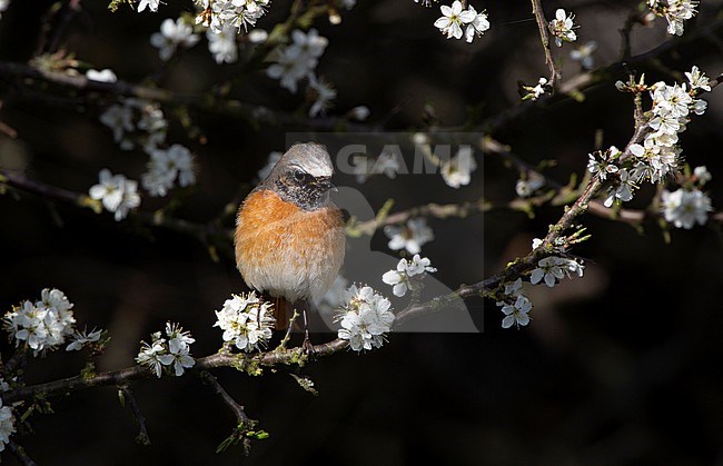 Male Common Redstart (Phoenicurus phoenicurus phoenicurus) perched on a branch with white flowers at North Zealand, Denmark stock-image by Agami/Helge Sorensen,