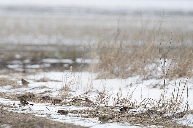 Reed Bunting (Emberiza schoeniclus) foraging on seeds on the ground at the edge of a winter pasture in the Netherlands. stock-image by Agami/Arnold Meijer,