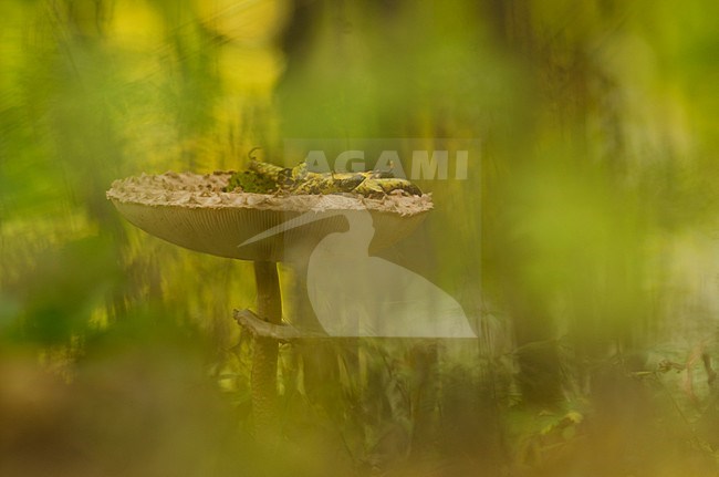 Paddestoelen, Fungi stock-image by Agami/Rob de Jong,