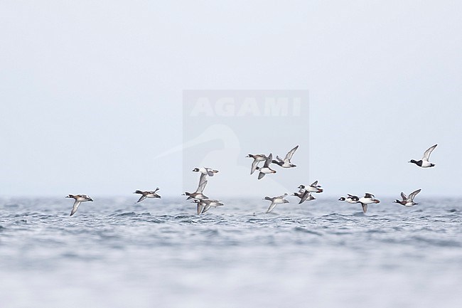 Greater Scaup - Bergente - Aythya marila ssp. marila, Germany (Mecklenburg-Vorpommern), winter flock with Common Goldeneye stock-image by Agami/Ralph Martin,