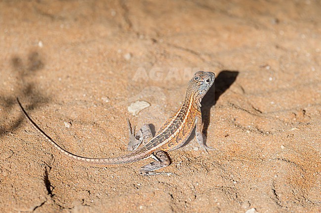 The three-eyed lizard (Chalarodon madagascariensis), also known as the Madagascar iguana or sand lizard, is a small ground-dwelling reptile native to the arid and spiny forests of western and southern Madagascar. stock-image by Agami/Jacob Garvelink,