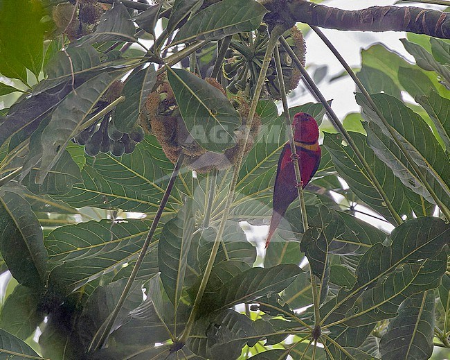 Duchess Lorikeet (Charmosynoides margarethae) on the Solomon Islands. stock-image by Agami/Pete Morris,