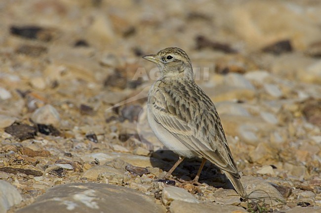 Short-toed Lark standing on the ground; Kortteenleeuwerik  staand op de grond stock-image by Agami/Daniele Occhiato,