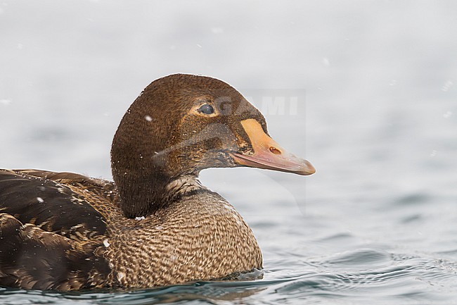 King Eider, Koningseider, Somateria spectabilis stock-image by Agami/Ralph Martin,