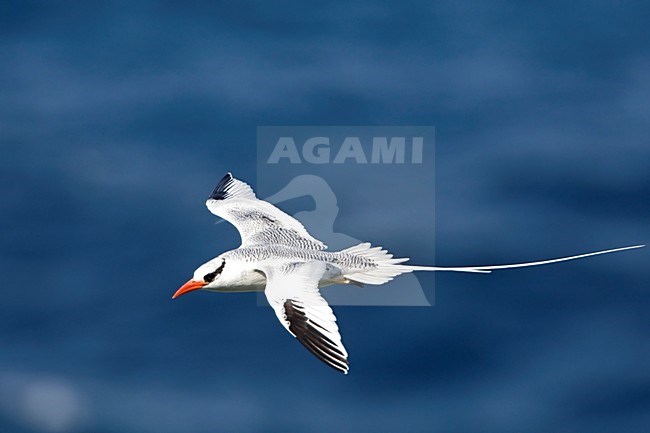 Roodsnavelkeerkringvogel in vlucht Tobago, Red-billed Tropicbird in flight Tobago stock-image by Agami/Wil Leurs,
