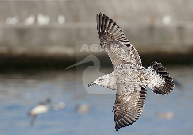 First-winter Slaty-backed Gull (Larus schistisagus) wintering in the harbour of Rauso on Hokkaido in Japan. Seen in flight, showing upper wing and tail pattern. stock-image by Agami/Josh Jones,