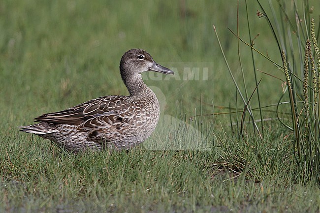 Adult female Blue-winged Teal (Anas discors)
Kamloops, British Columbia
June 2015 stock-image by Agami/Brian E Small,