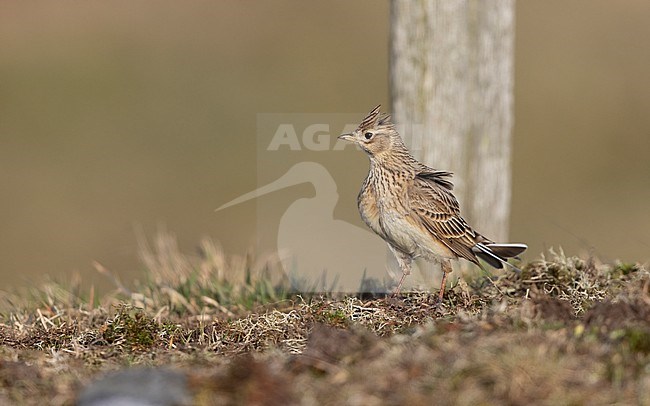 Eurasian Skylark (Alauda arvensis) walking on ground in a meadow in Zealand, Denmark stock-image by Agami/Helge Sorensen,