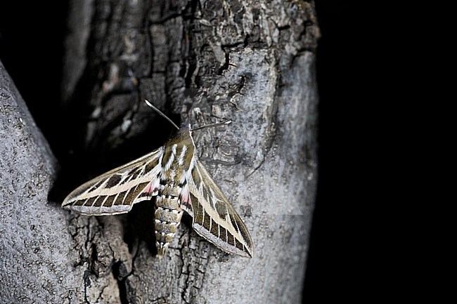 Hyles livornica - Striped hawk moth - Linienschwärmer, France (Croatia), imago stock-image by Agami/Ralph Martin,
