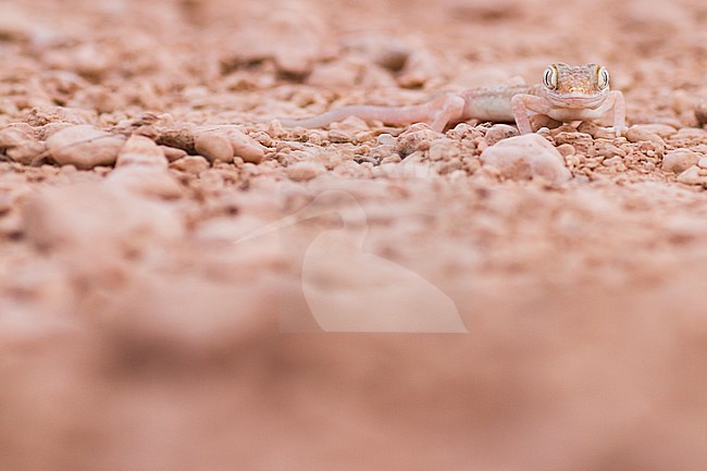 Arabian Short-fingered Gecko - Arabischer Sandgecko - Stenodactylus arabicus, Oman stock-image by Agami/Ralph Martin,