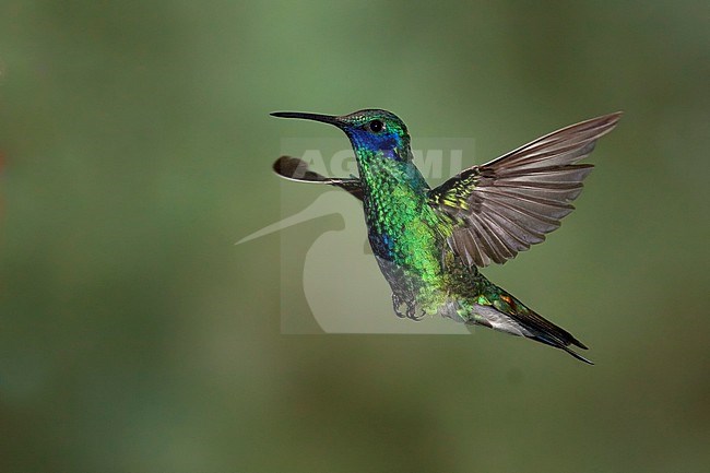 Sparkling Violetear (Colibri coruscans) in flight stock-image by Agami/Dubi Shapiro,