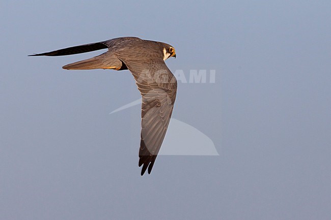 Boomvalk in vlucht, Eurasian Hobby in flight stock-image by Agami/Daniele Occhiato,