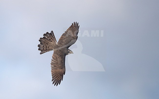 Northern Goshawk (Accipiter gentilis) adult male in fligth showing topside and spread tail at Sillesjö, Scania, Sweden stock-image by Agami/Helge Sorensen,
