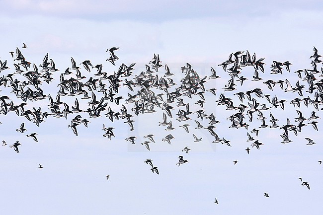 Eurasian Oystercatcher - Austernfischer - Haematopus ostralegus ssp. ostralegus, Germany stock-image by Agami/Ralph Martin,
