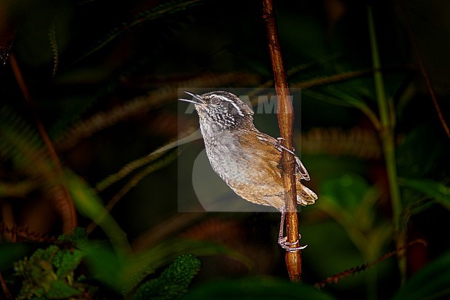 Endemic and vulnerable Munchique Wood Wren (Henicorhina negreti) singing, species described only in 2003, Colombia stock-image by Agami/Tomas Grim,