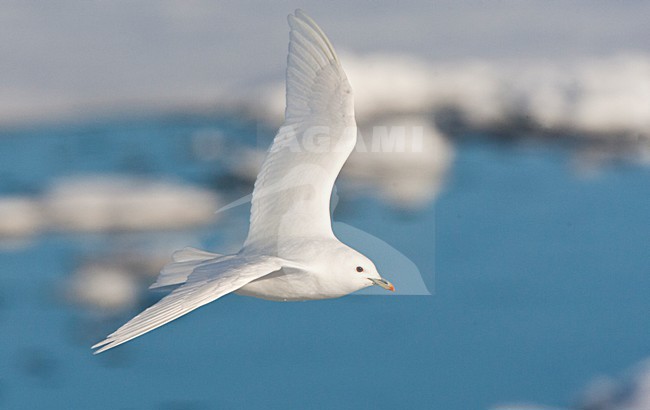 Ivoormeeuw volwassen vliegend; Ivory Gull adult flying above pack ice stock-image by Agami/Marc Guyt,