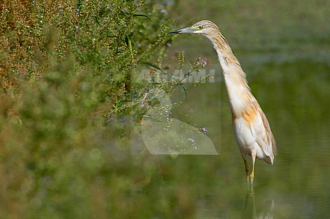 Foeragerende Ralreiger; Foraging Squacco Heron stock-image by Agami/Daniele Occhiato,