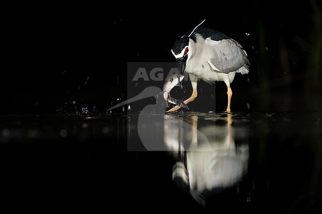 Kwak vangt vis; Black-crowned Night Heron catching fish stock-image by Agami/Marc Guyt,