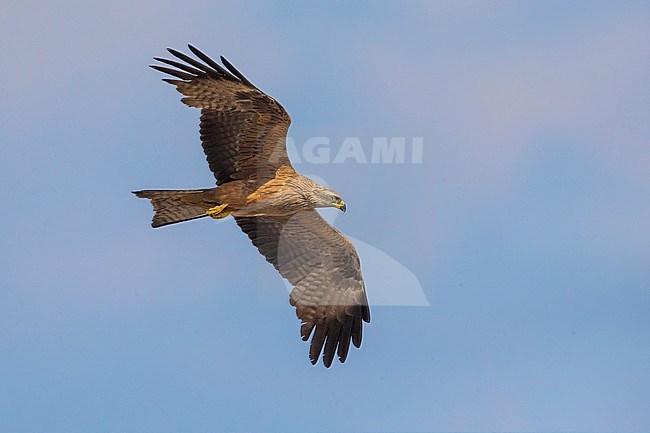 Black Kite (Milvus migrans) in flight in Italy. stock-image by Agami/Daniele Occhiato,
