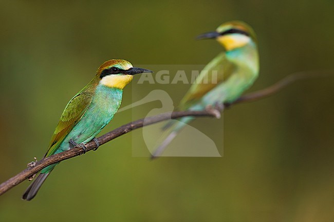 Immature European Bee-eater, Merops apiaster, in Italy. Perched on a branch. stock-image by Agami/Daniele Occhiato,