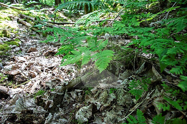 Oak Fern, Gymnocarpium dryopterisfrond, stock-image by Agami/Wil Leurs,