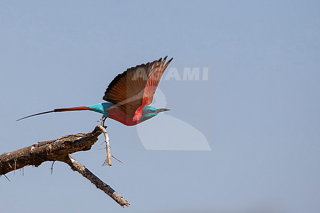 adult northern carmine bee-eater (Merops nubicus) is starting from a branch, found at Lake Chamo in Ethiopia stock-image by Agami/Mathias Putze,