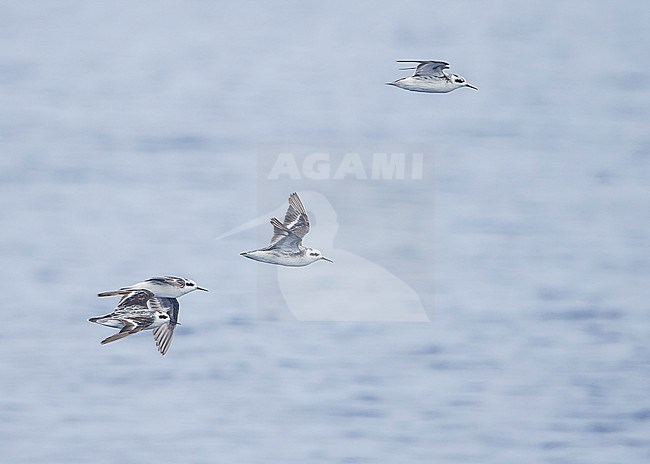 Red-necked Phalaropes (Phalaropus lobatus) in flight. stock-image by Agami/Lennart Verheuvel,