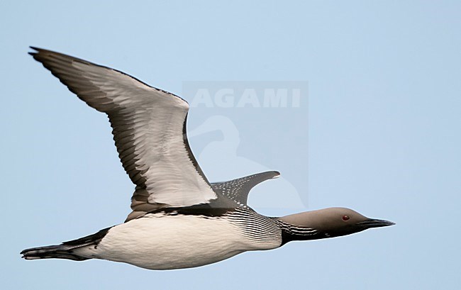 Parelduiker in de vlucht; Black-throated Loon in flight stock-image by Agami/Markus Varesvuo,